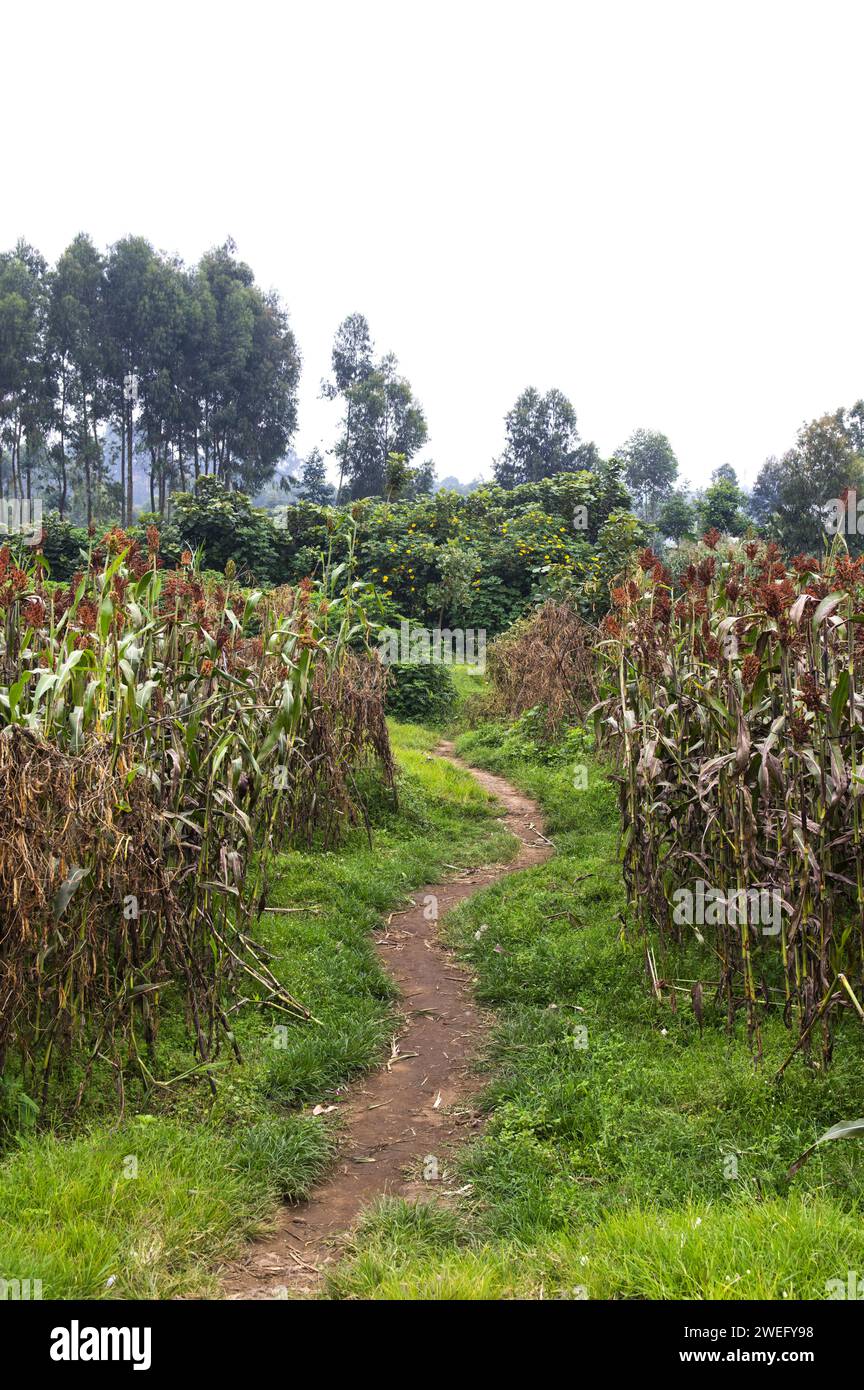 Small plot agriculture in Rwanda with sorghum growing and a small path through the two fields Stock Photo