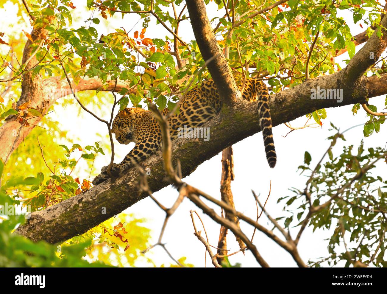 Left face of leopard hugging tree branch Stock Photo