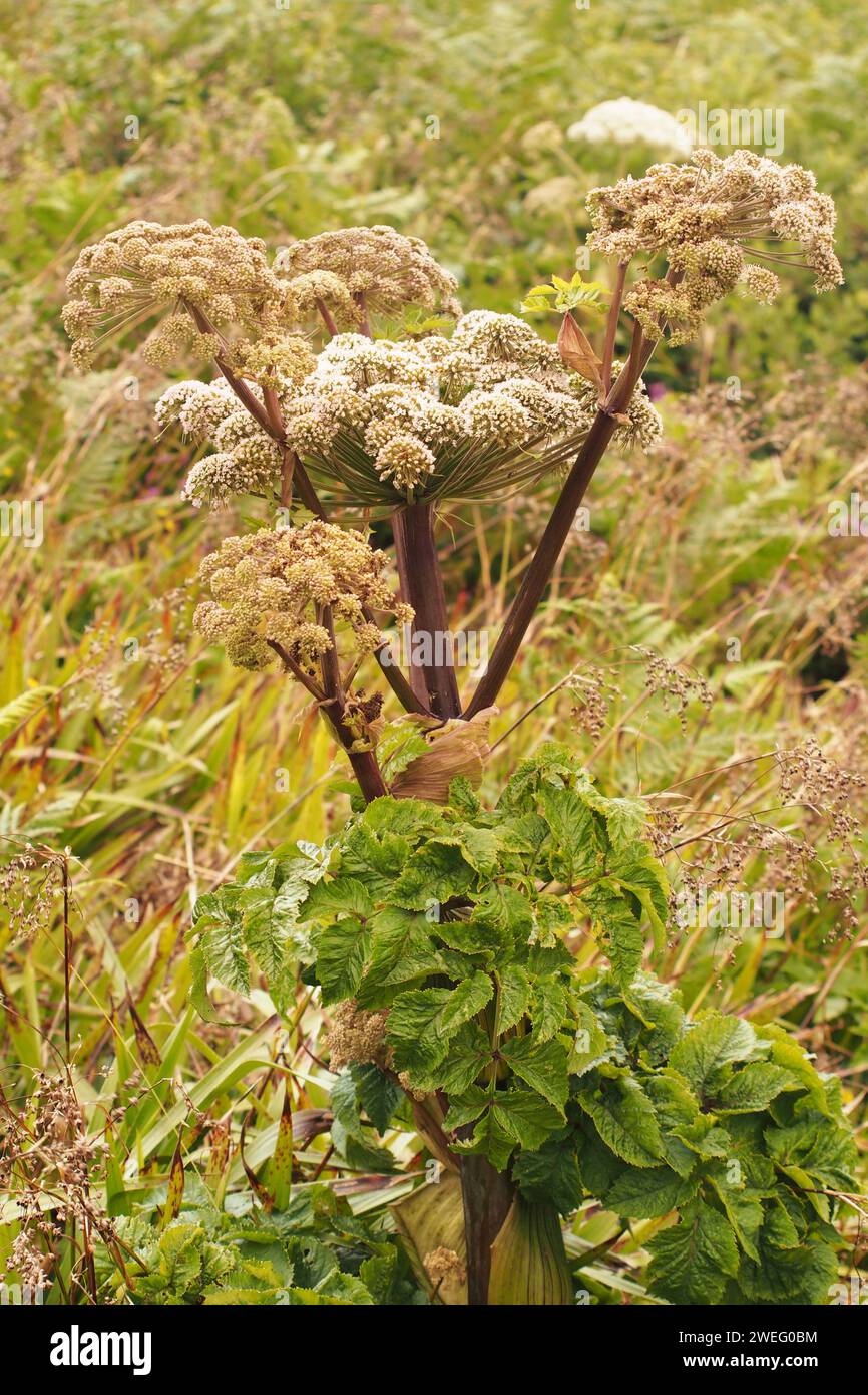 A local, strong, native plant, Scots Lovage, in Orkney, Scotland UK Stock Photo