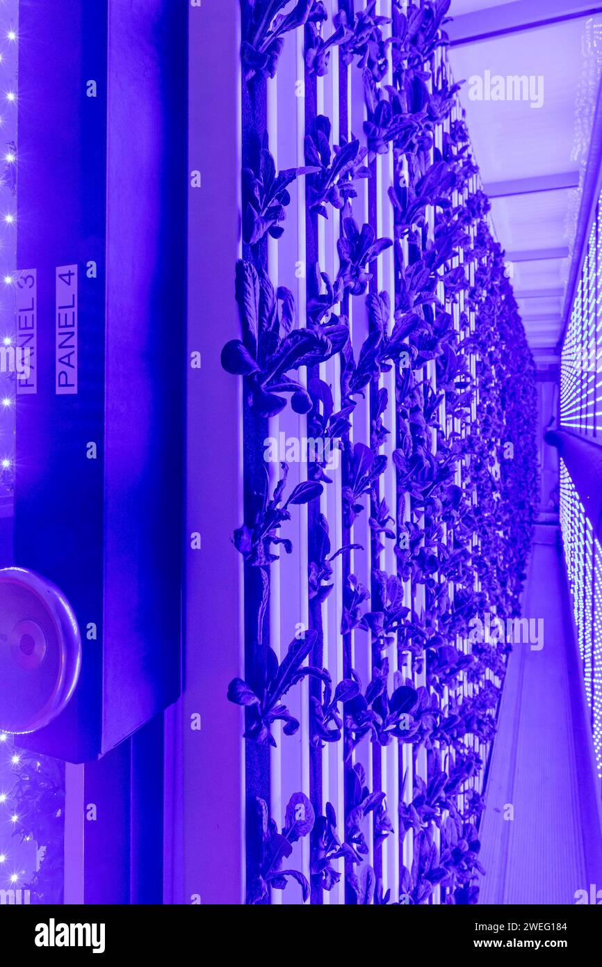 Denver, Colorado - At Ullr's Garden, lettuce grows in shipping containers converted to an indoor hydroponic farm powered by LED lights. Stock Photo