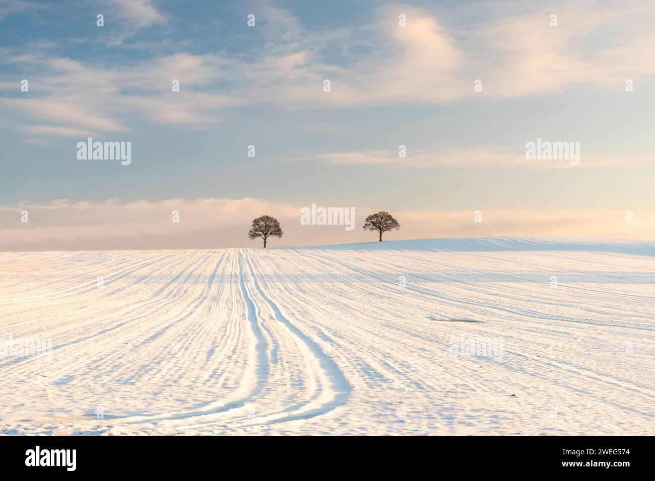 Two Trees On A Winter Horizon Stock Photo