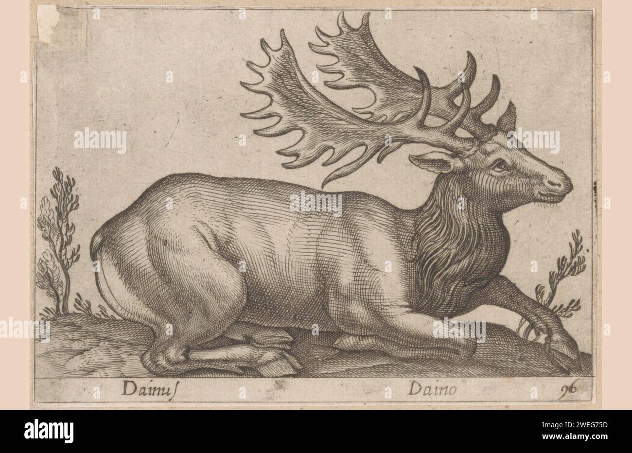 Damhert, Antonio Tempesta, in Or Before 1650 print   paper etching hoofed animals: deer Stock Photo