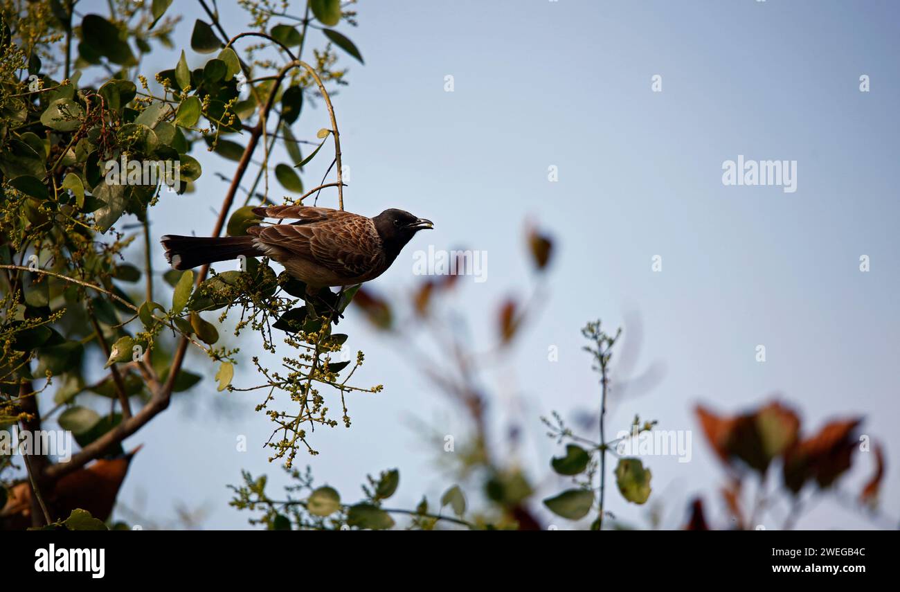 Red vented bulbul picture hi-res stock photography and images - Alamy