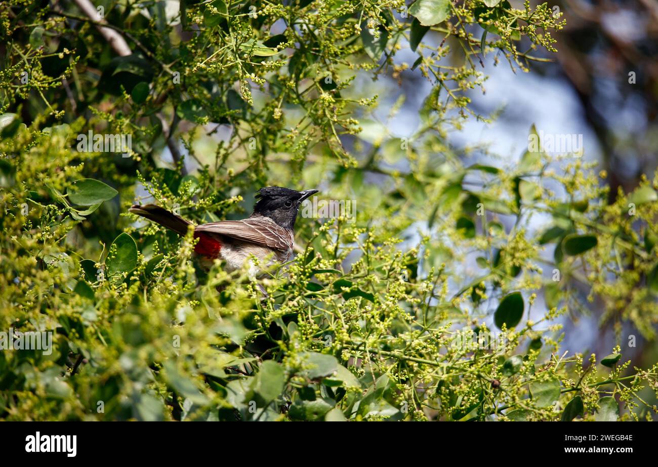 Red vented bulbul picture hi-res stock photography and images - Alamy