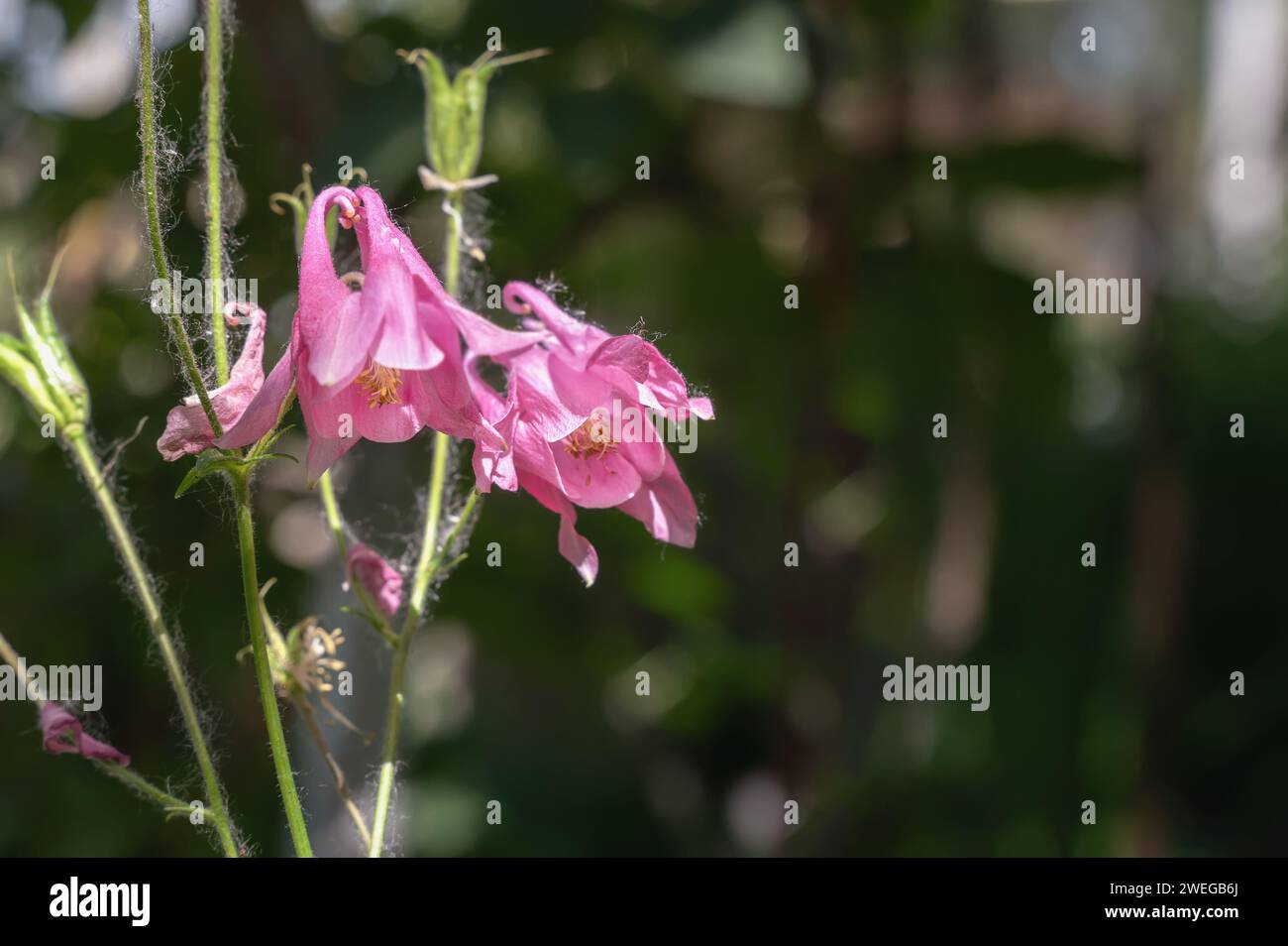 Aquilegia vulgaris aquilegia waterspout grows in the garden and is ...