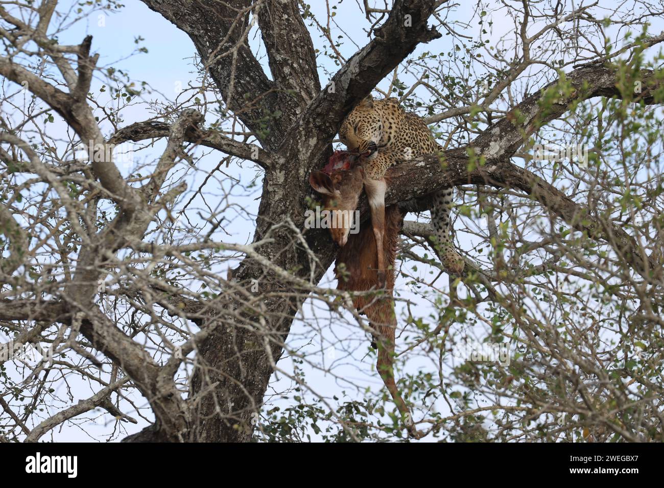 leopard Stock Photo