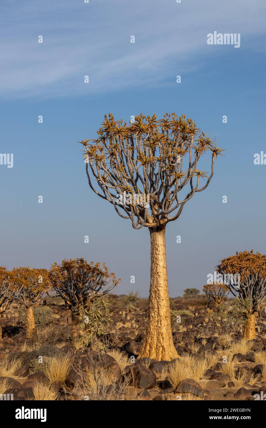 Iconic African Trees Hi Res Stock Photography And Images Alamy Quiver Trees In African Desert Beneath A Blue Sky 2WEGBYN