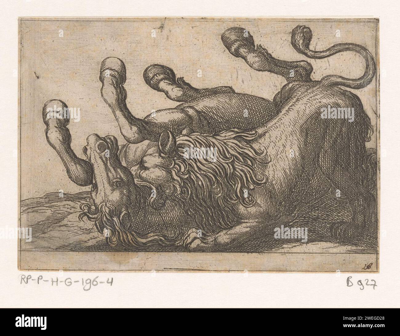 A lion biting the neck of a horse, Antonio Tempesta, 1600 print   paper etching fighting. horse. beasts of prey, predatory animals: lion Stock Photo