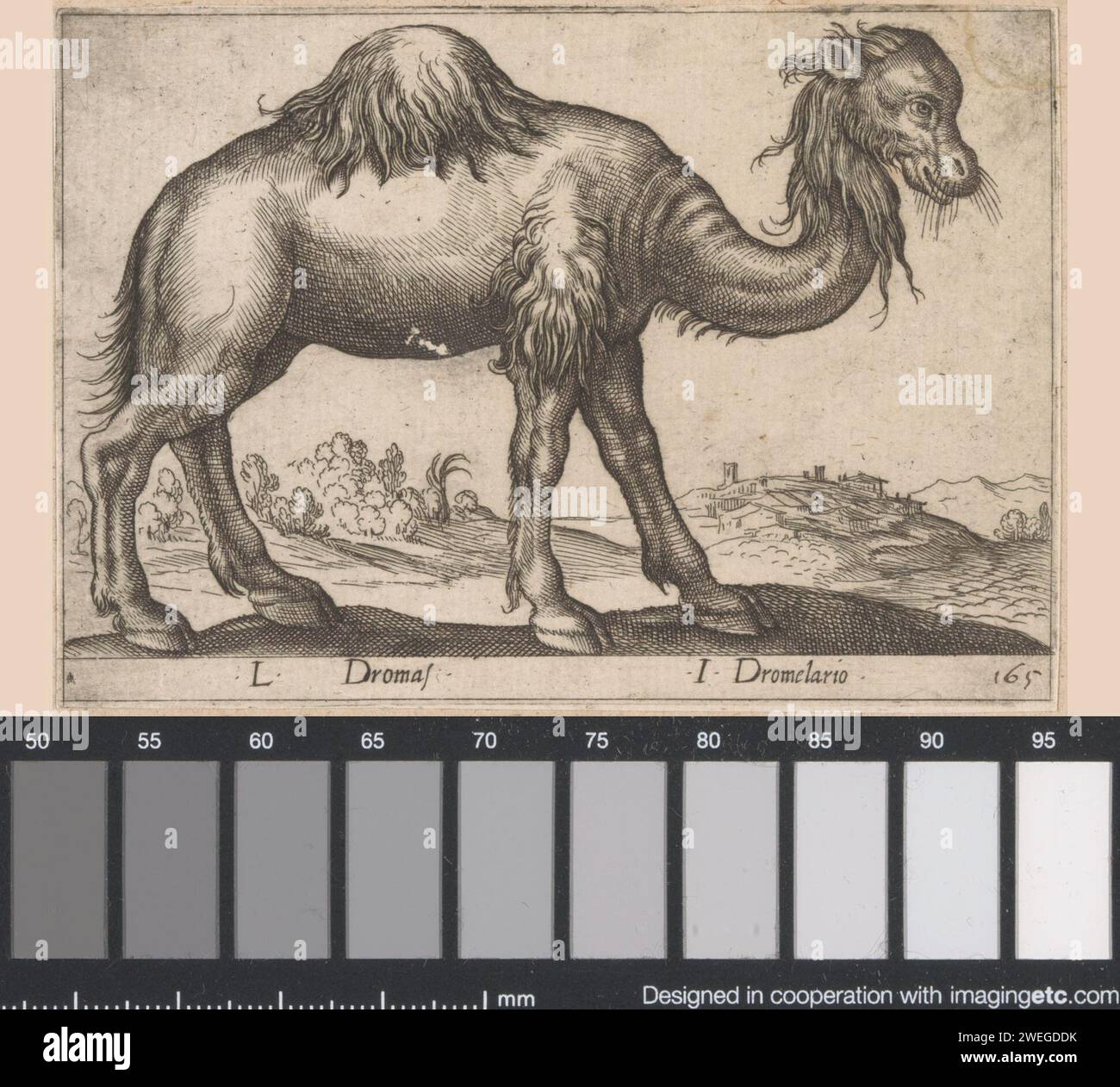 Dromedaris, Antonio Tempesta, in or before 1650 print   paper etching hoofed animals: dromedary Stock Photo