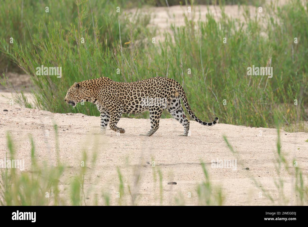 leopard Stock Photo