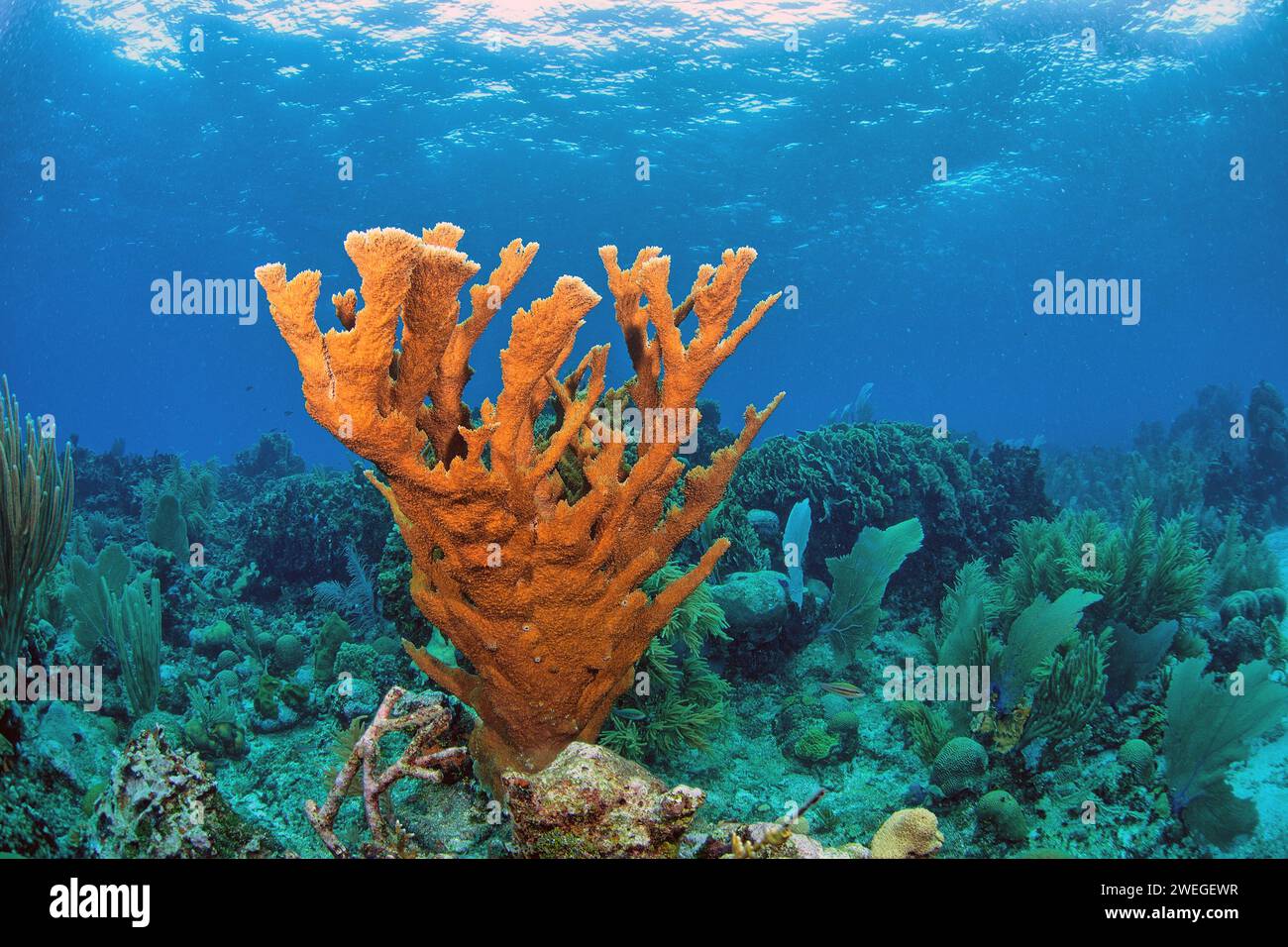 staghorn coral ,Acropora cervicornis is a branching, stony coral Stock Photo