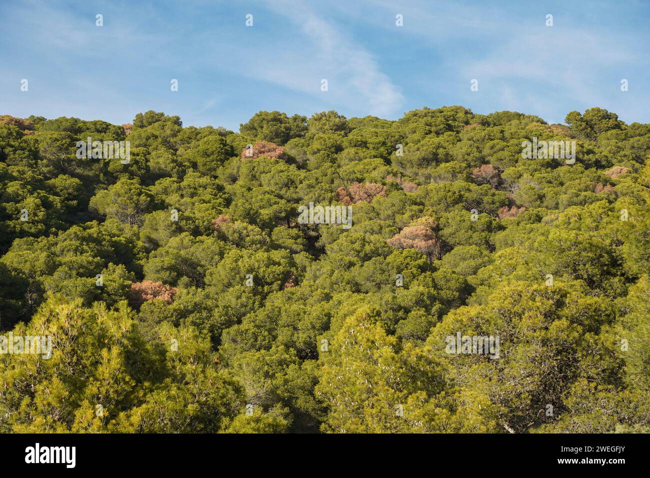 Pine forest in Sierra de Mijas Mountains with dead Aleppo pine trees. Southern Spain. Stock Photo