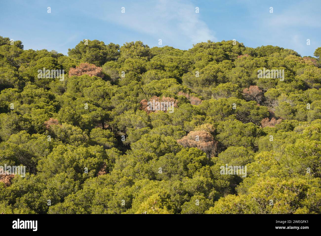 Pine forest in Sierra de Mijas Mountains with dead Aleppo pine trees. Southern Spain. Stock Photo