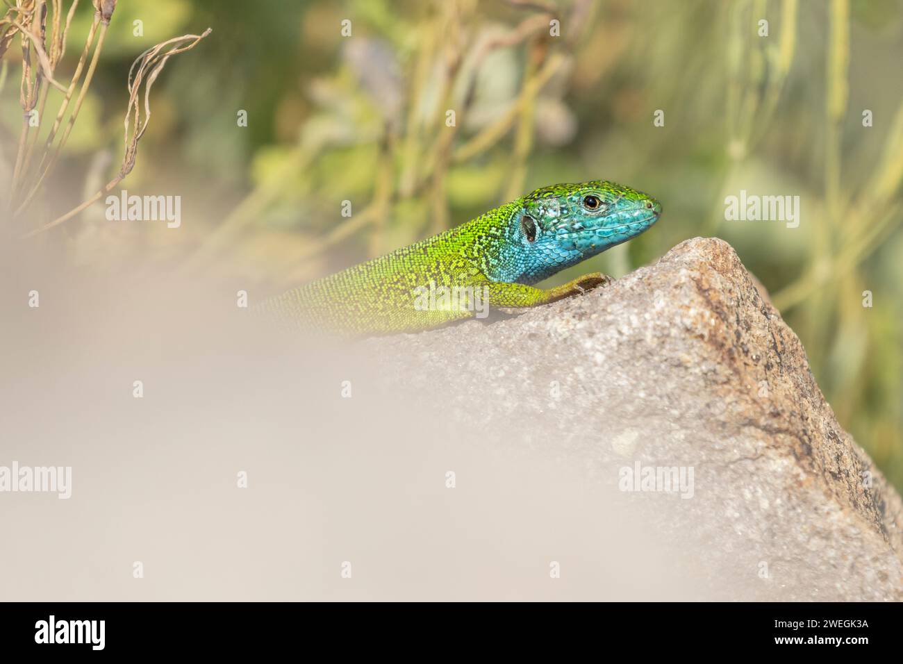 European Green Lizard (Lacerta viridis) basking on rocks, near Bratsigovo, Bulgaria Stock Photo