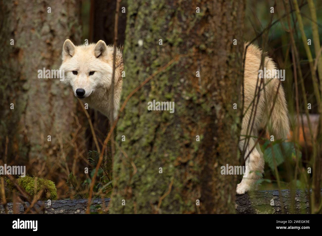 Grey wolf, Northwest Trek Wildlife Park, Washington Stock Photo - Alamy