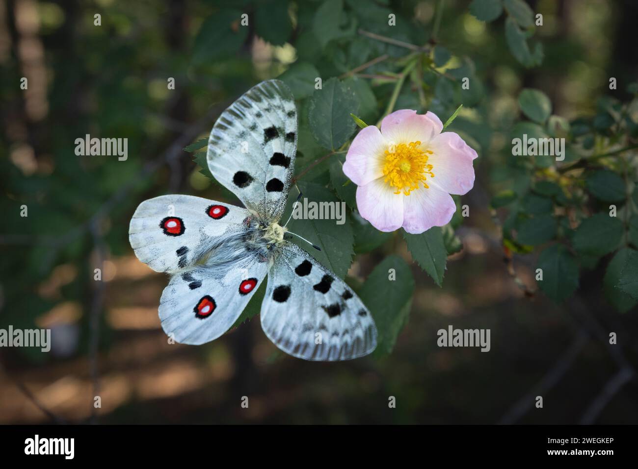 Apollo (Parnassius apollo) butterfly roosting, Rhodope Mountains, Bulgaria Stock Photo
