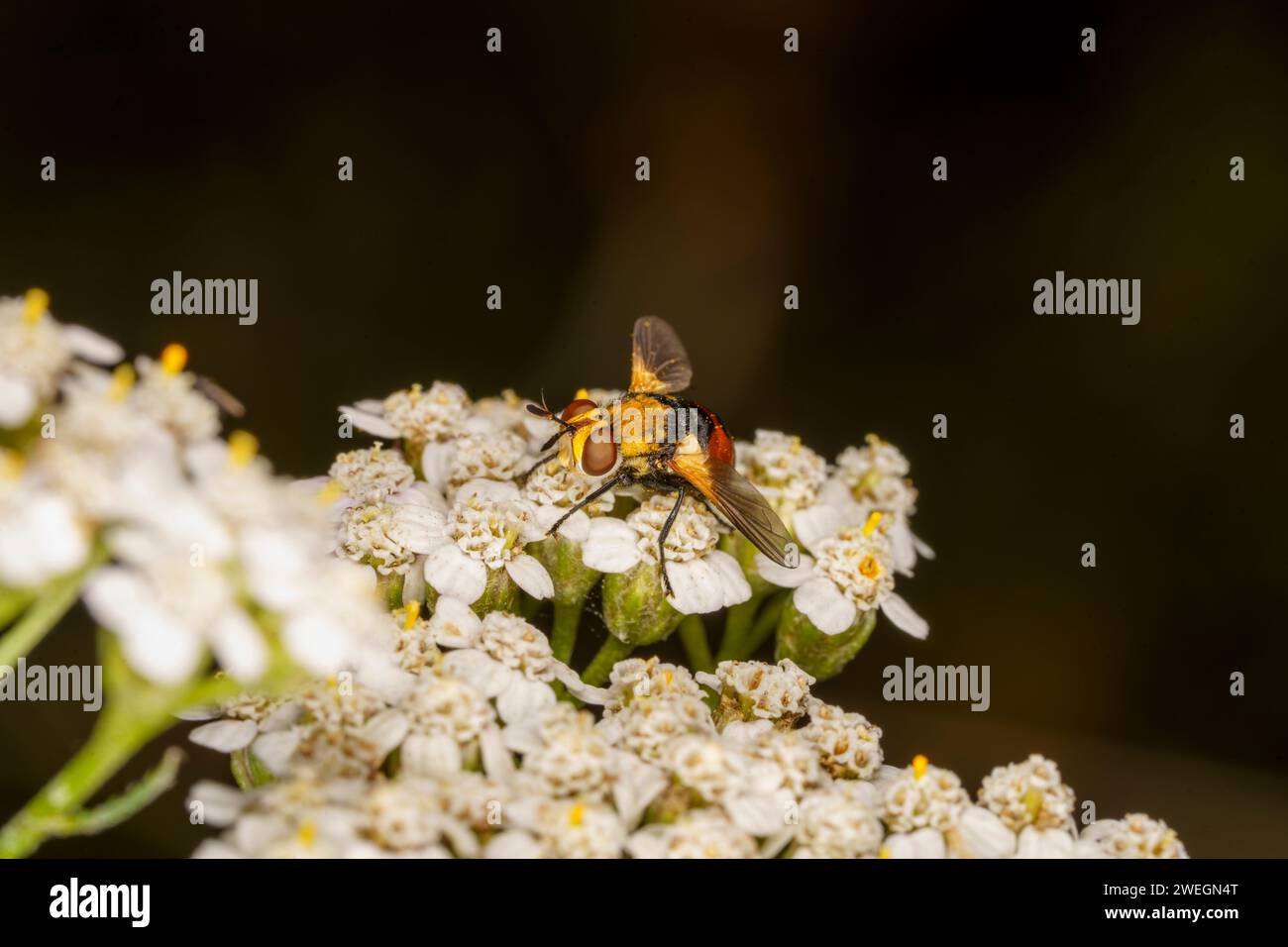 Gymnosoma rotundatum Family Tachinidae Genus Gymnosoma Ladybird fly wild nature insect wallpaer, picture, photography Stock Photo