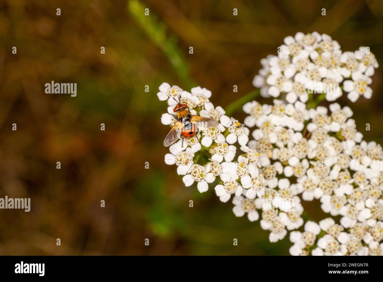 Gymnosoma rotundatum Family Tachinidae Genus Gymnosoma Ladybird fly wild nature insect wallpaer, picture, photography Stock Photo