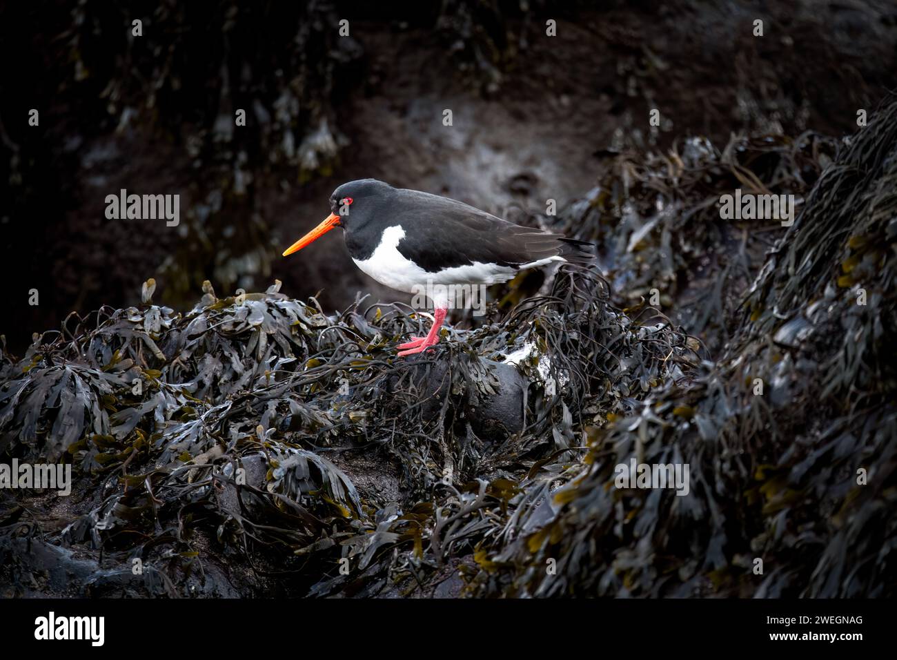 Oystercatcher on icelandic shore Stock Photo Alamy