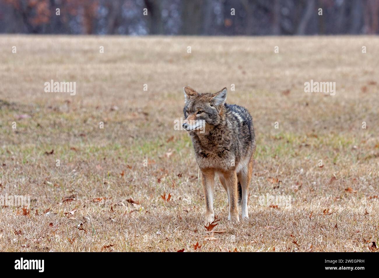 A coyote stands at attention in an open prairie looking into the distance. Stock Photo