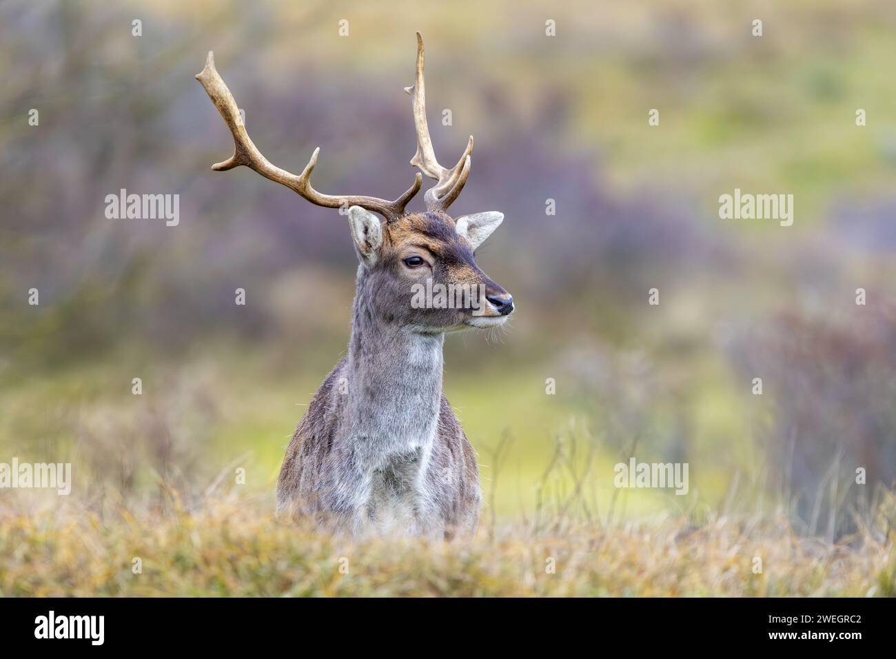 Fallow Deer, Damhert Stock Photo