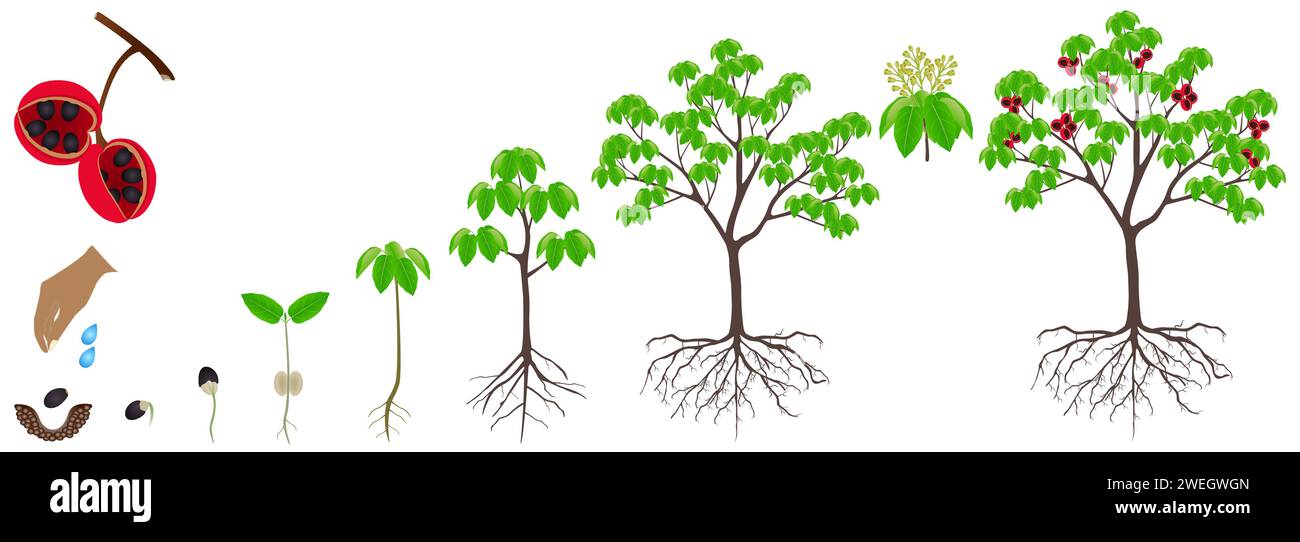 Cycle of growth of sterculia quadrifida tree on a white background. Stock Vector