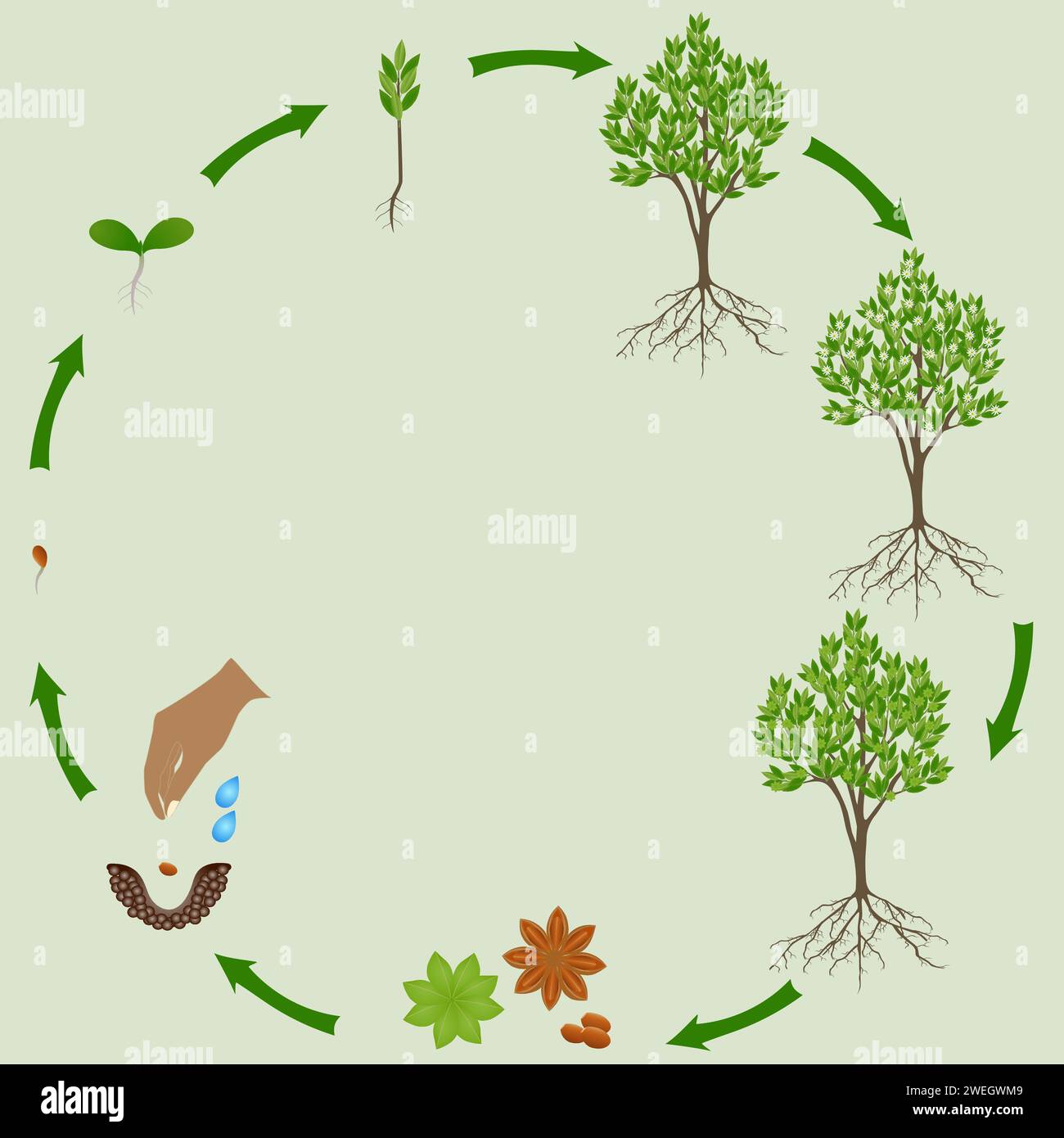 Life cycle of star anise tree on a green background Stock Vector Image ...