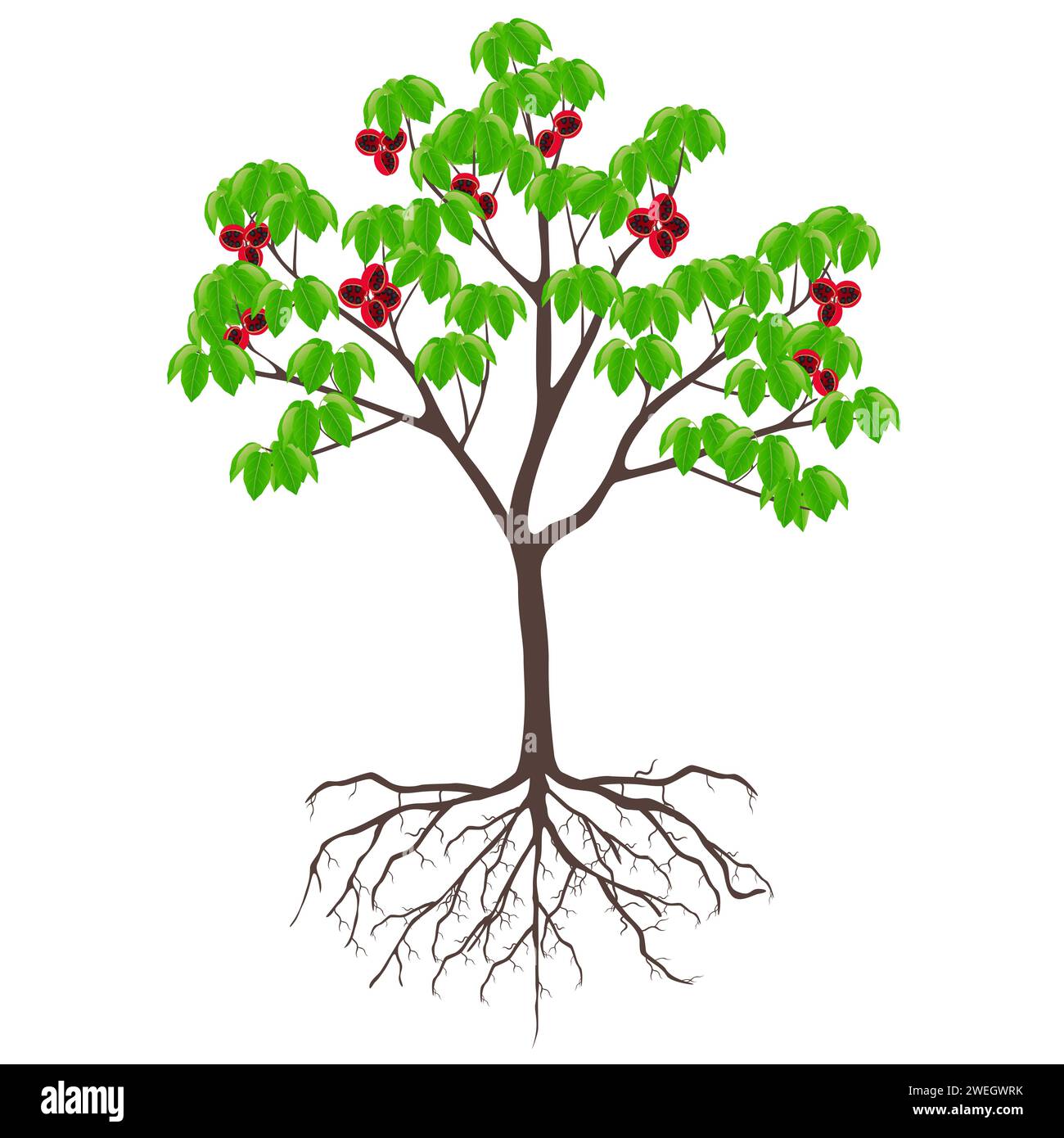 Sterculia quadrifida tree with fruits and roots on a white background. Stock Vector