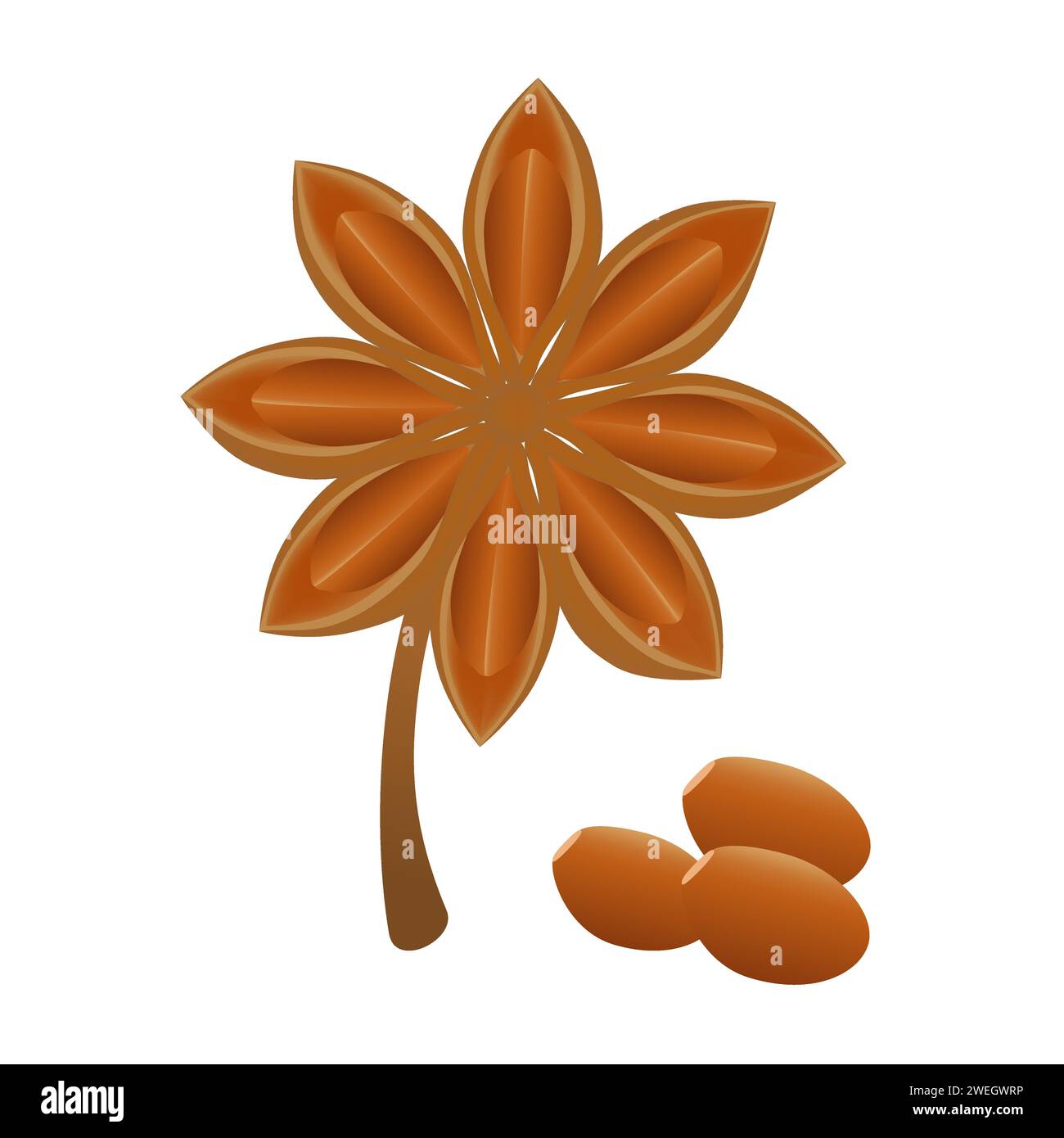 Star anise fruits with seeds on a white background. Stock Vector