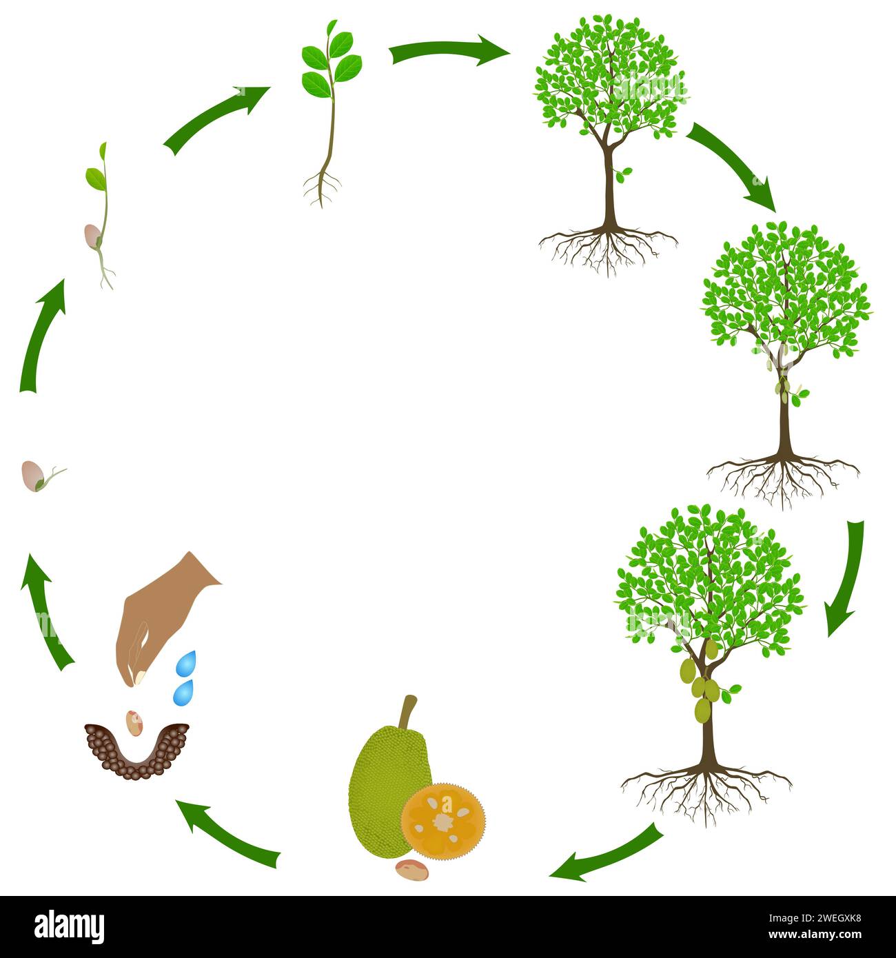 Life cycle of jackfruit tree on a white background. Stock Vector