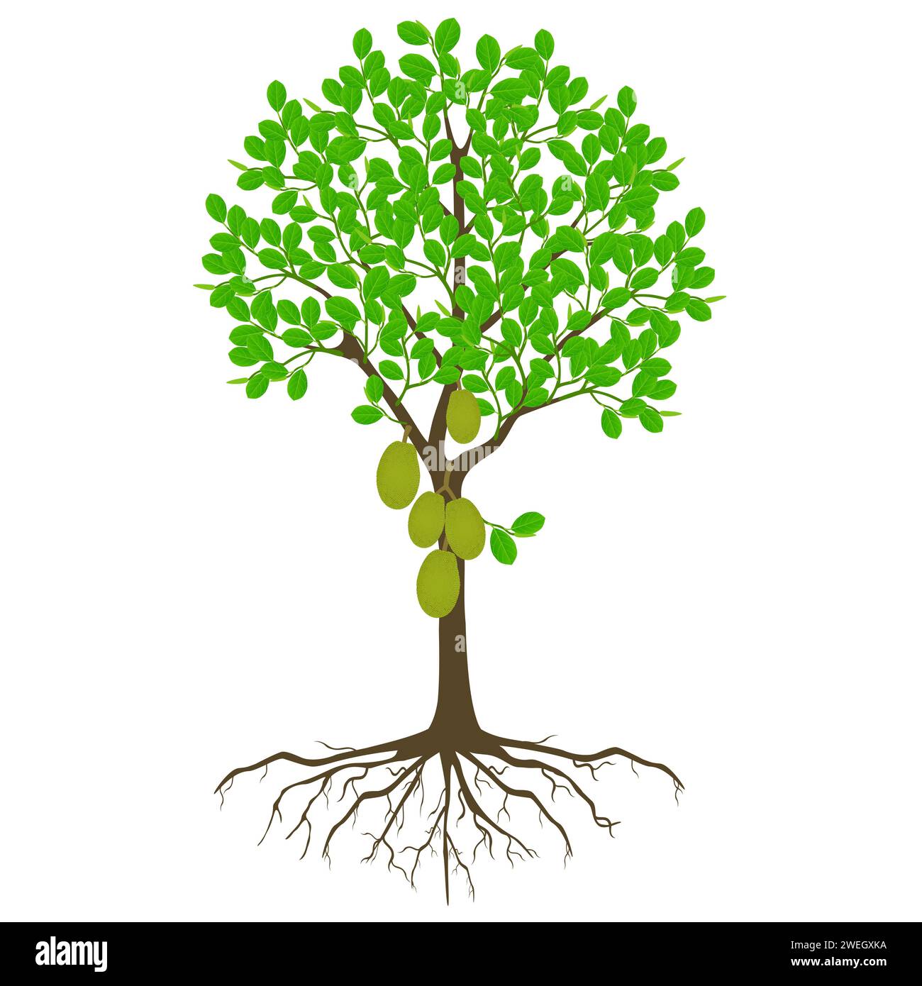 Tropical Tree Large Green Fruits Stock Vector Images Alamy tropical-tree-large-green-fruits-stock-vector-images-alamy