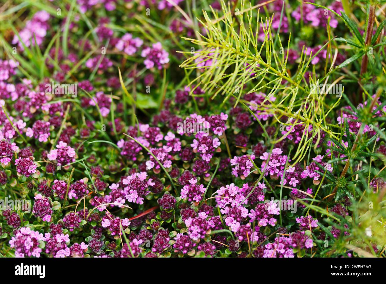 Pink Wildflowers in Spring in the Highlands of Iceland Stock Photo