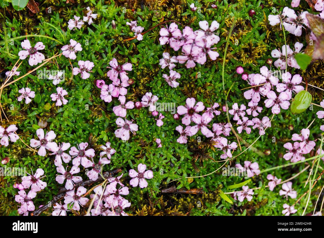 Pink Wildflowers Moss Campion in the Highlands of Iceland in Spring in June Stock Photo