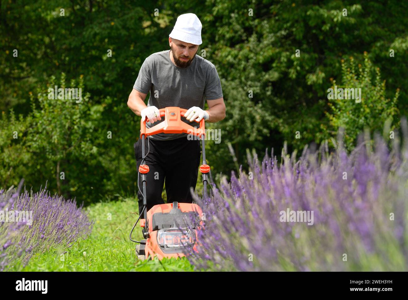 Mowing the grass in the lavender field with an electric lawnmower, an economical and environmentally friendly lawnmower. Lithium Ion battery powered E Stock Photo