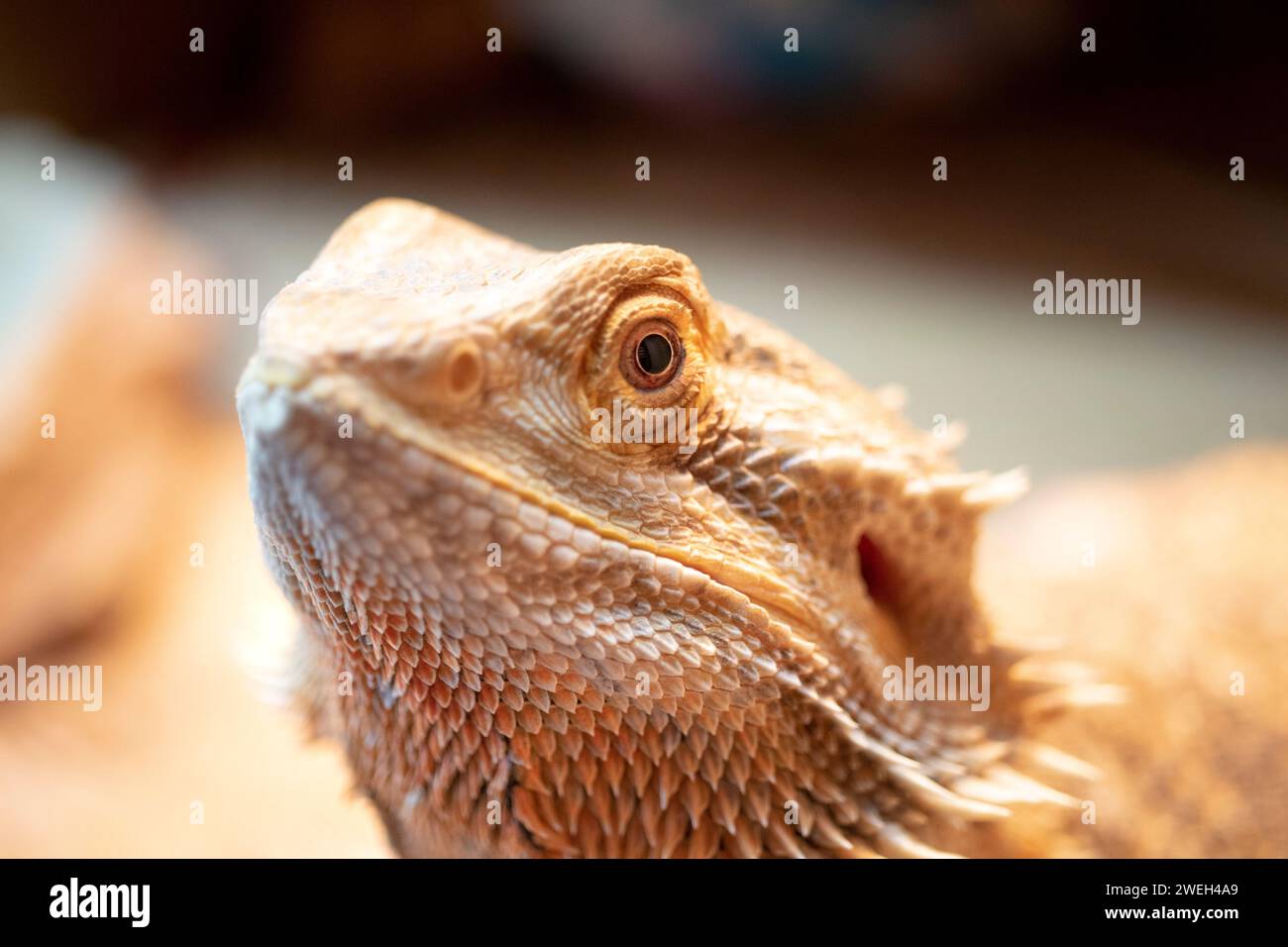 close-up of a bearded dragon's face, showing the eye and beard in clarity Stock Photo