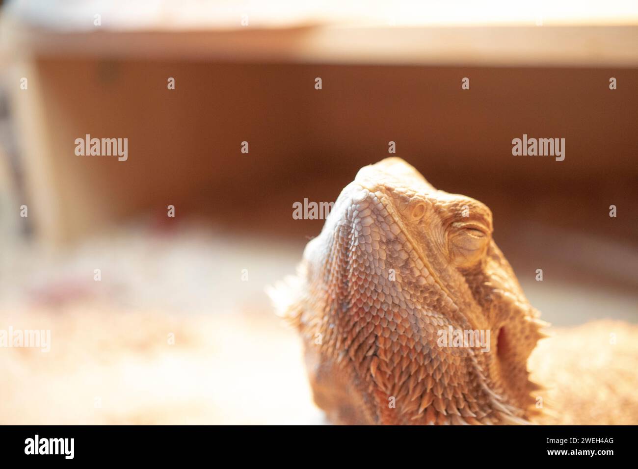 Shot of a bearded dragon giving us the sweetest grin, eyes shut Stock Photo
