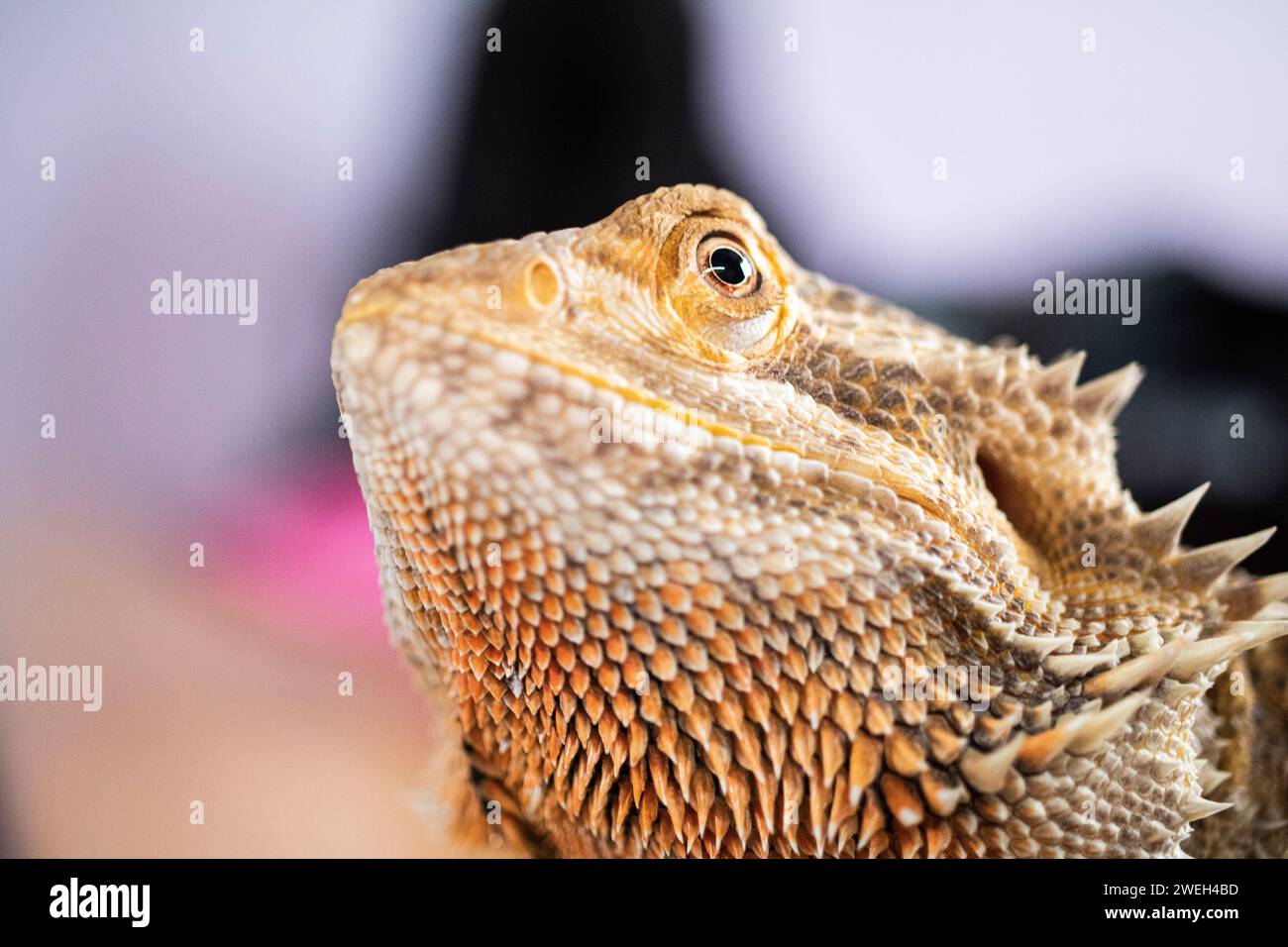 close-up of a bearded dragon's face, showing the eye and beard in clarity Stock Photo