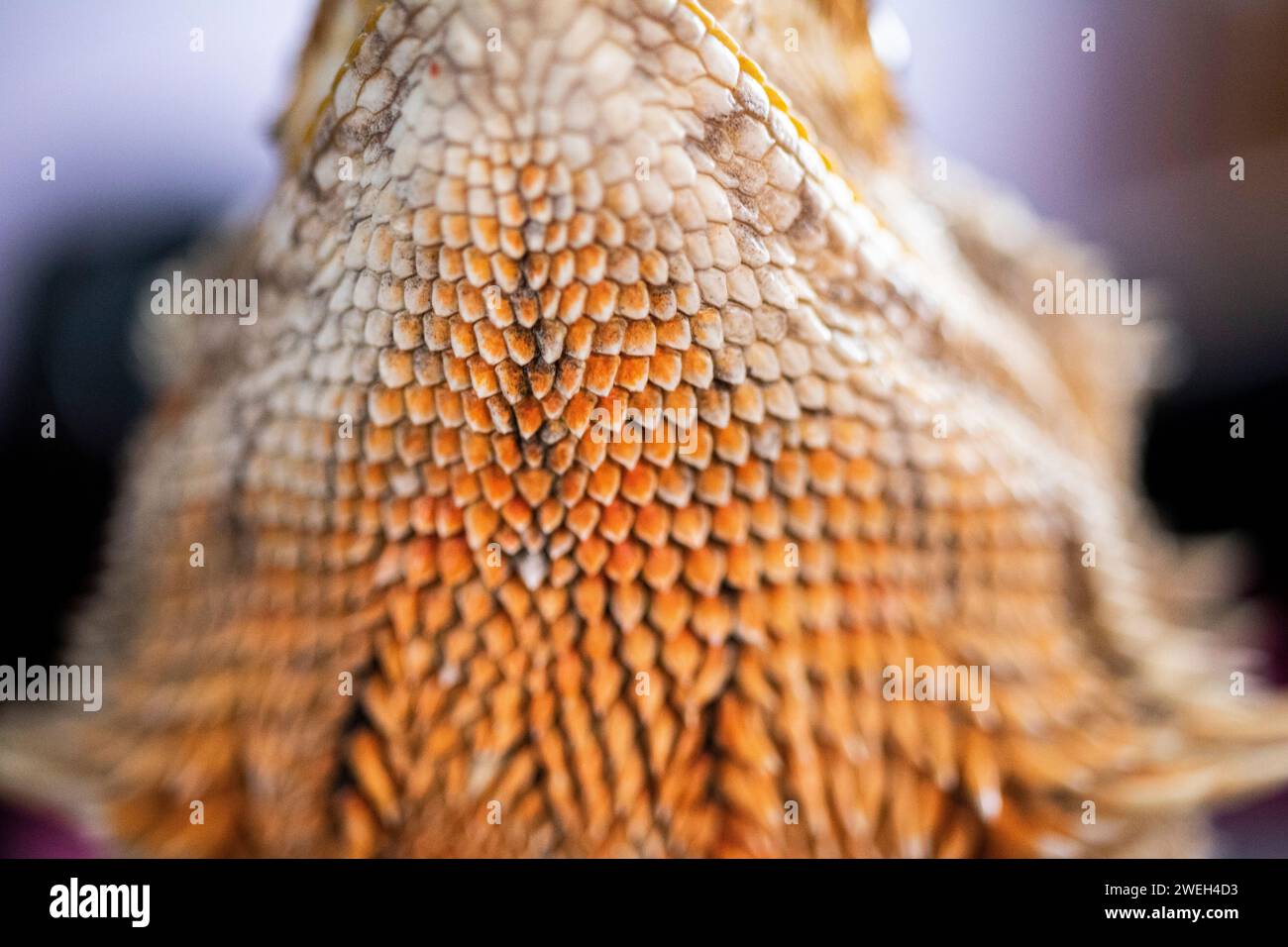 Close-up macro shot of a bearded dragon's beard Stock Photo