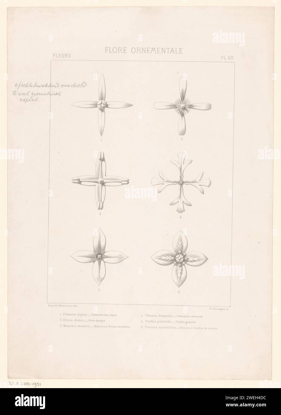 Study sheet with front views of various flowers with four leaves ...