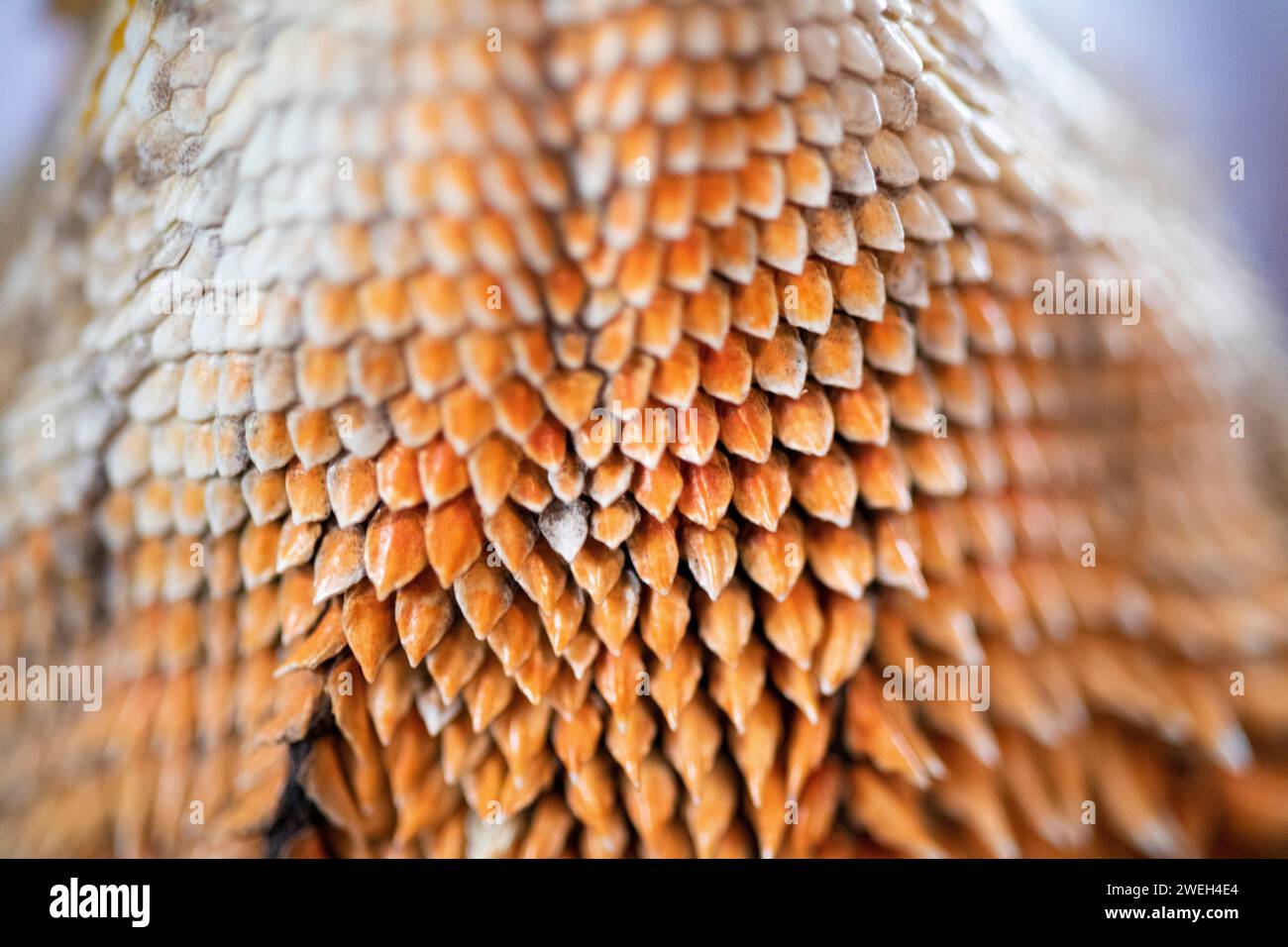 Close-up macro shot of a bearded dragon's beard Stock Photo
