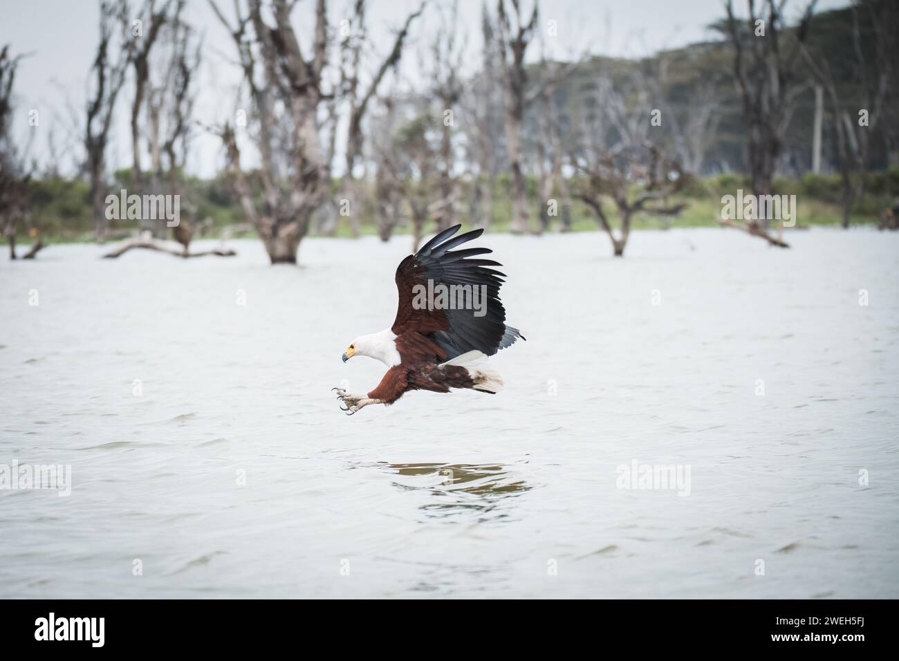 african fish-eagle hunting over lake naivasha in kenya Stock Photo