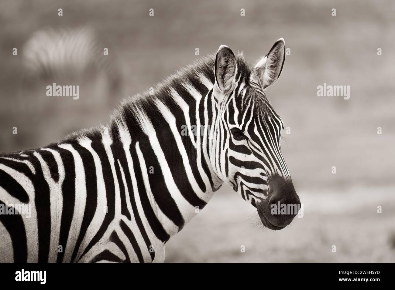 Sepia portrait of a zebra Stock Photo