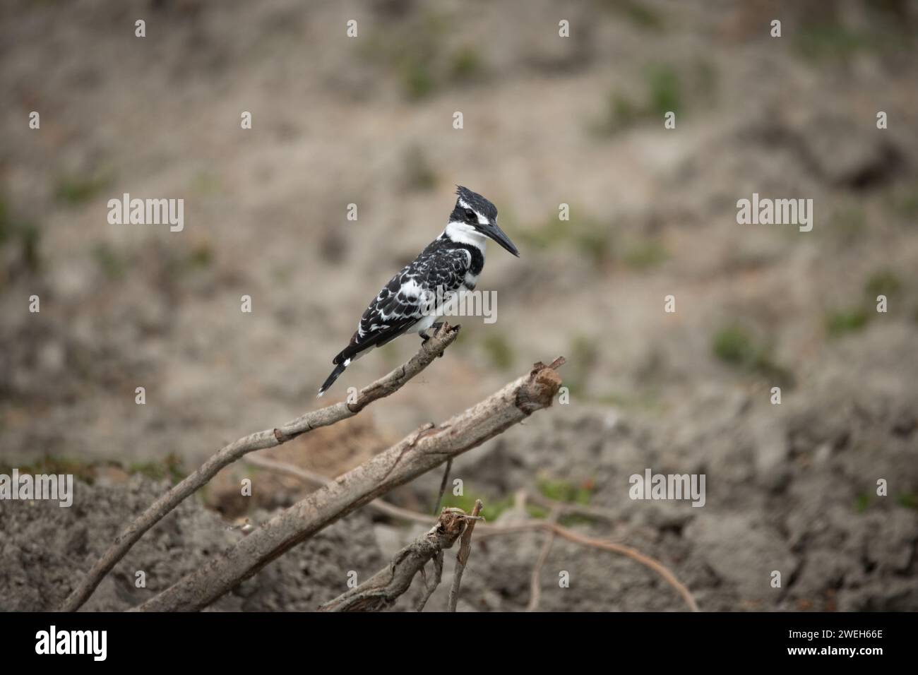 pied kingfisher on a branch Stock Photo