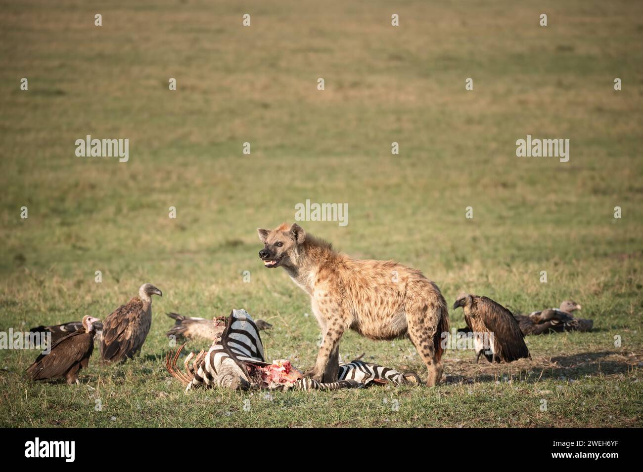 spotted hyena and vultures with kill Stock Photo