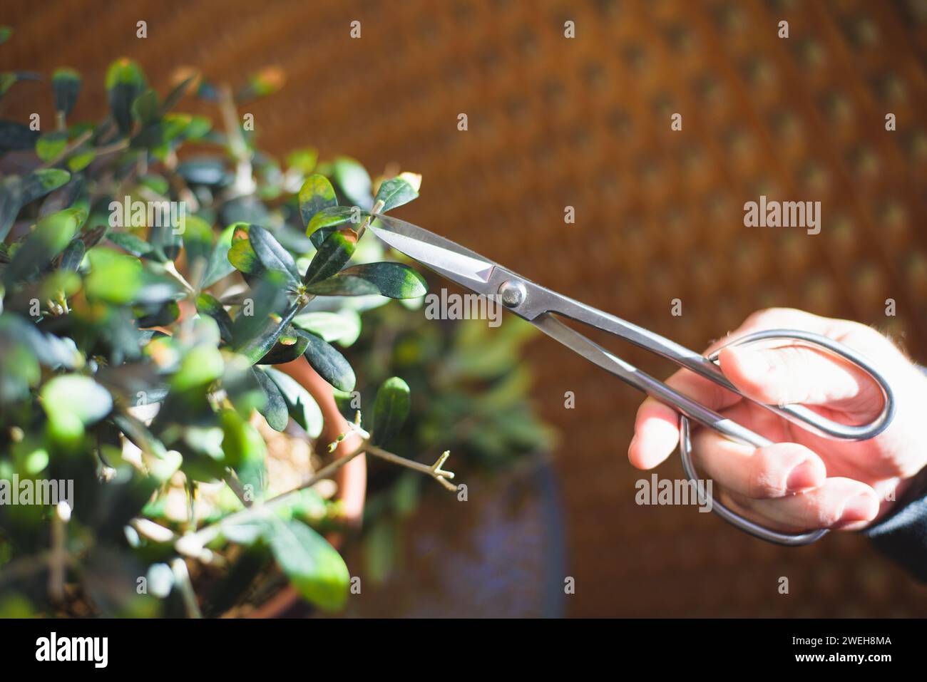 man's hands with scissors, pruning a bonsai in spring. Stock Photo