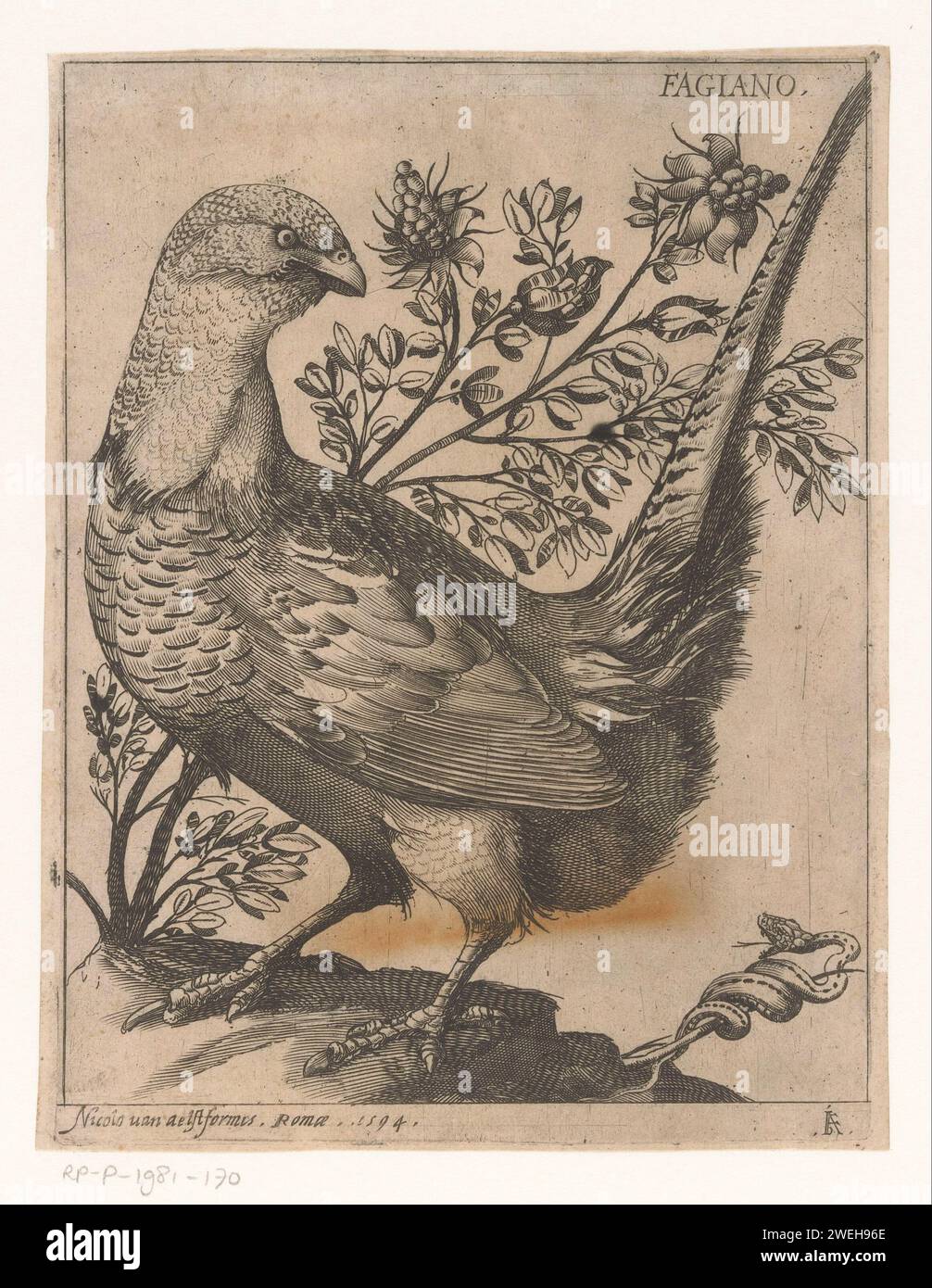 Fazant, Jacques de Fornazeris, 1594 print A pheasant for a branch with berries, turned to a snake.  paper etching walker and runner birds: pheasant. snakes Stock Photo