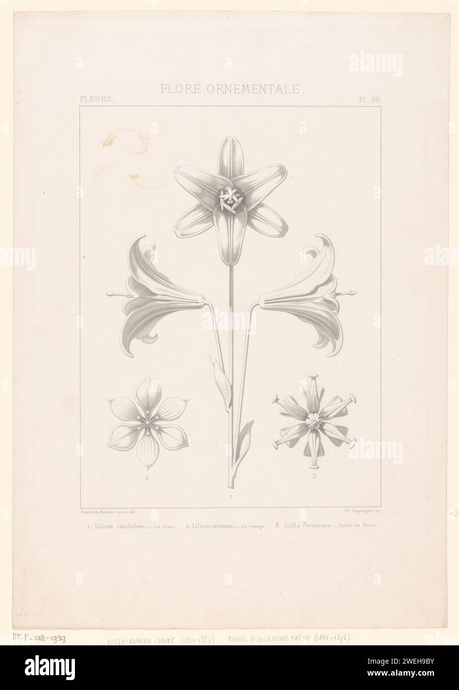Study sheet with various views of flowers, including Lelies, Claude ...