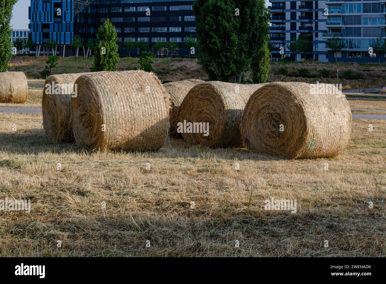 Hay bales in an urban landscape Stock Photo Alamy