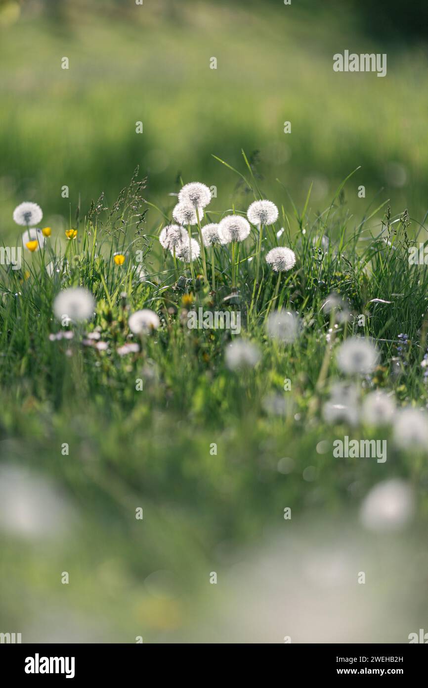 Dandelion wildflower sun sky hi-res stock photography and images - Alamy