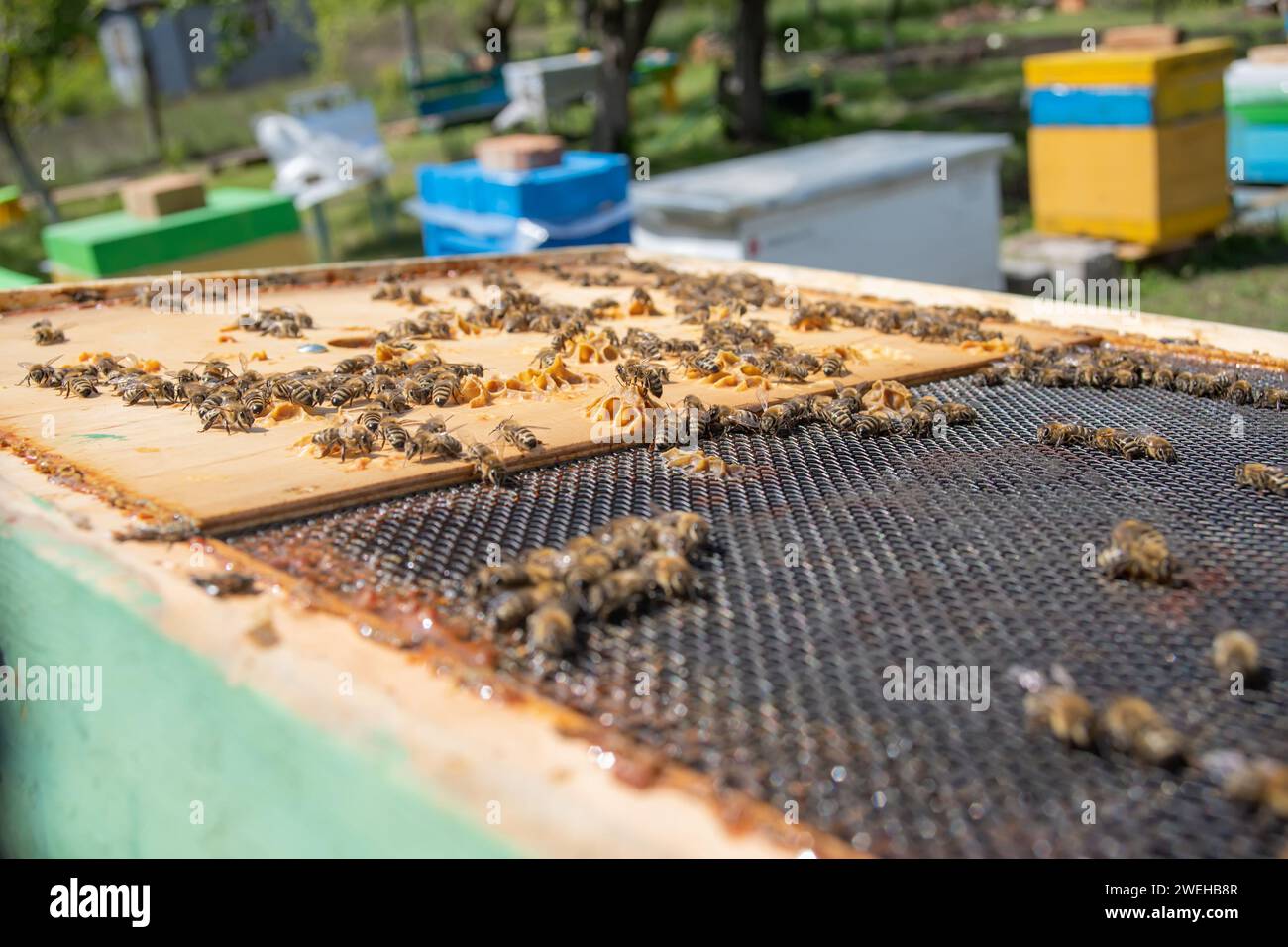 open hive with queen excluder. Artificial insemination of queen bee